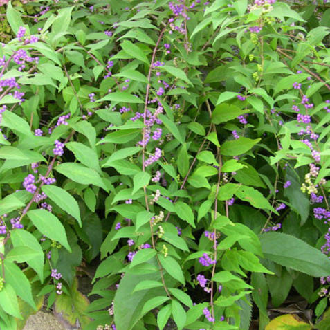 专家教你从三个方面分析紫珠叶与紫珠草的区别！