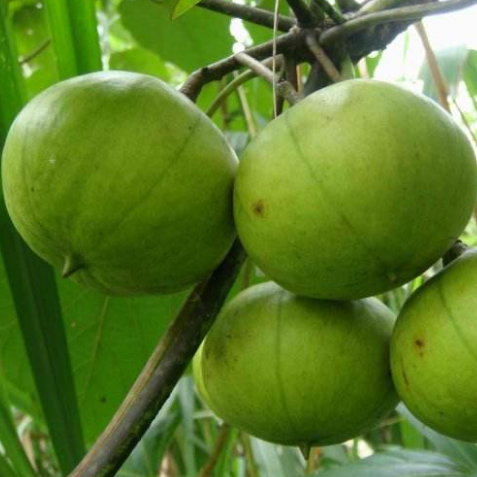 中药桐油可治疗外科炎症，它的药用功效及作用有哪些？