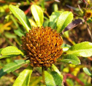 中药狼把草的功效与作用以及附方应用！