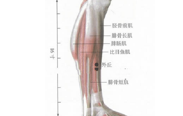 外丘穴的功效与作用