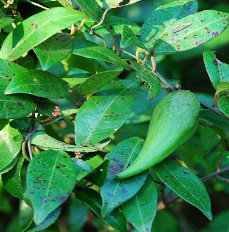 中药武靴藤的功效与作用以及单方验方!