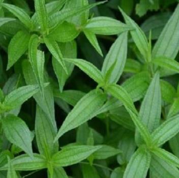 糯米藤散治疗小儿腹泻,及其配方药材糯米藤图片