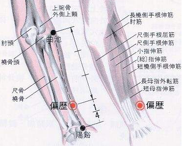 偏历穴图片