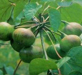 中药桐油的功效与作用以及配伍应用!