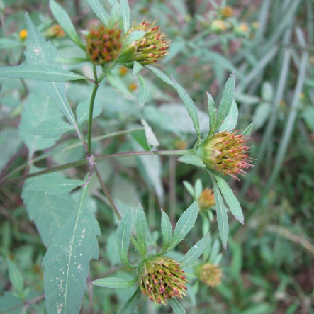 狼把草能治疗肺结核吗？中医教你巧用图片鉴别狼把草和鬼针草！