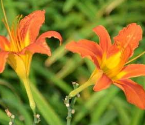 中药赤地榆竟能治疗治肠炎，它的功效作用还有哪些呢？