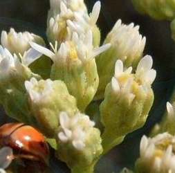 中药女菀治疗治肠鸣腹泻有奇效！它还有哪些功效和作用呢？