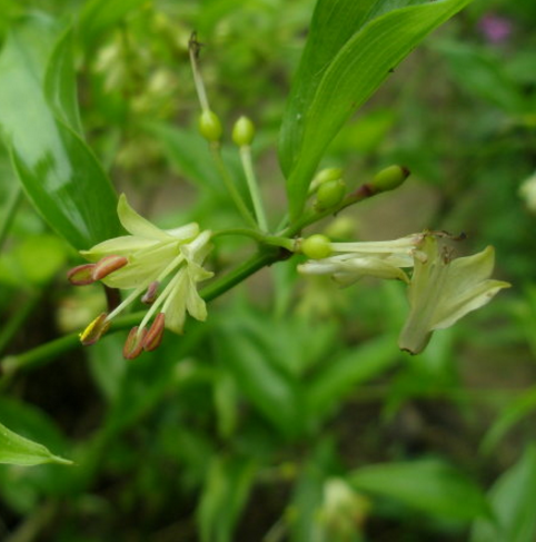 中医教你巧用竹叶参治疗风湿腰腿痛!