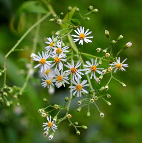 中医教你自制女菀美容偏方泻肺气助美白!