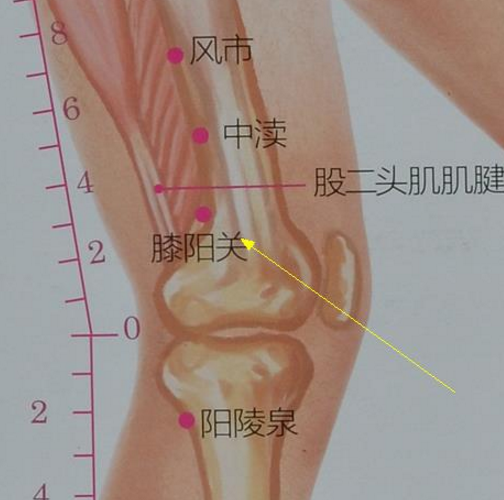 膝阳关穴疼痛怎么回事？它的准确位置及按摩的作用与好处有哪些？