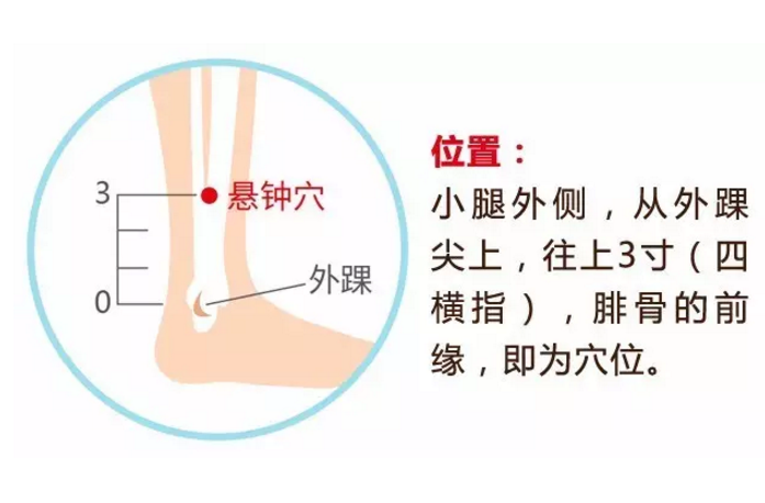 常按悬钟穴可降血压,它的准确位置及按摩的功效与作用
