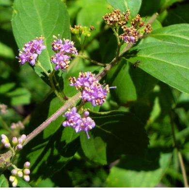 紫珠叶配伍应用及其图片形态