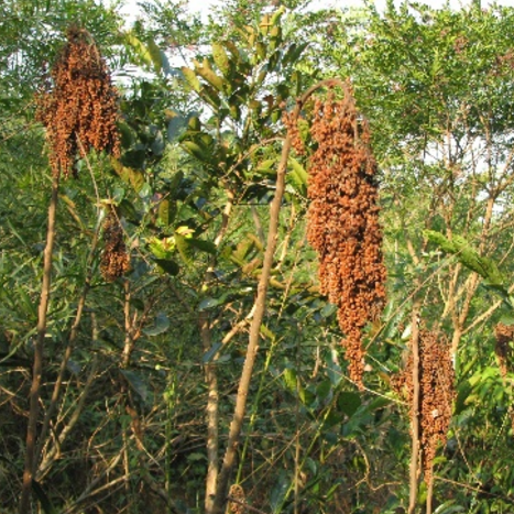 路边常见的野高粱不仅看起来赏心悦目，其药用价值也不可忽视！