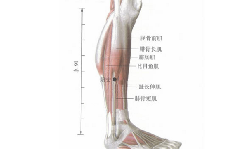 阳交穴位置
