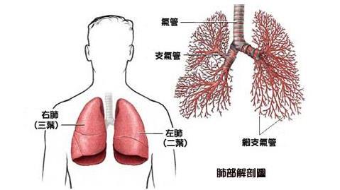 肺癌患者食疗！