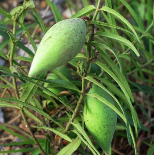 中医解读地梢瓜的生长习性及其种植方法图片！