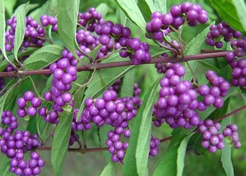 紫珠叶的图片
