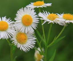 从中医角度了解女菀图片及植物形态！