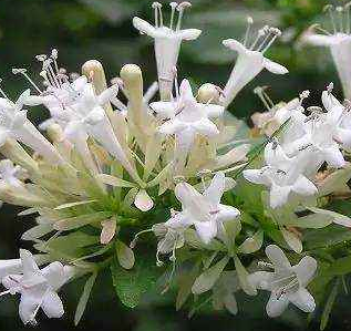 从中医角度了解糯稻根须的功效与作用！学会区分糯稻根和糯稻根须。