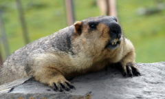 中药雪猪油与贡嘎雪猪油一样吗？雪猪油的采收