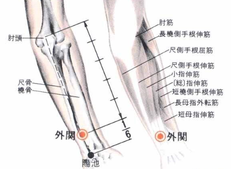 外关穴的图片