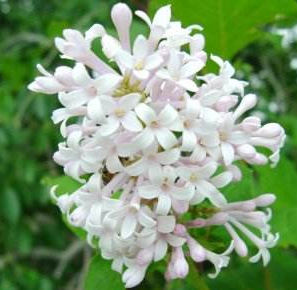 中医角度了解紫珠叶图片以及功效与作用！