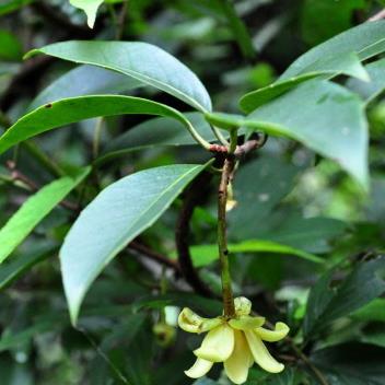 中药糯米藤的功能主治及其形态特征