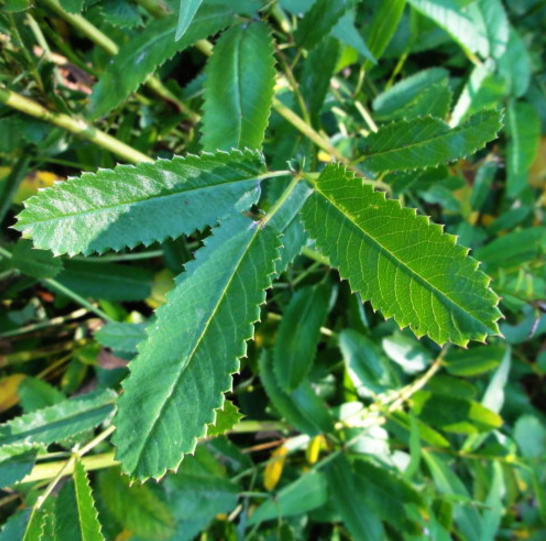 赤地榆与地榆是同一种中药吗？它们两者的区别有哪些？