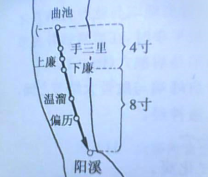 下廉穴准确位置