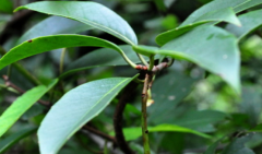 中药糯米藤在治疗小儿积食的应用及其糯米藤图片鉴赏！