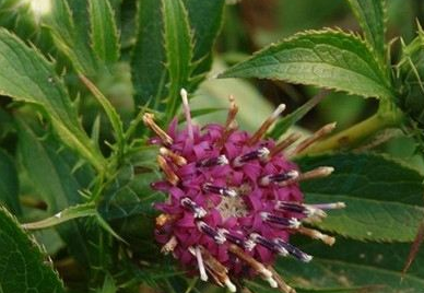 中药方剂防己黄芪汤的配方组成及功效与作用! 中药白术