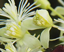 中医角度了解中药材五爪风图片以及它的药用方法！