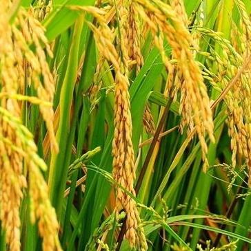 糯稻根须治疗小儿腹泻的方法,及其中药糯米根须的功效作用