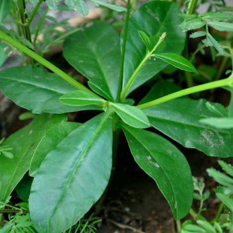 孕妇能吃土人参叶吗？看专家帮你解读土人参叶的功效与作用及其吃法！