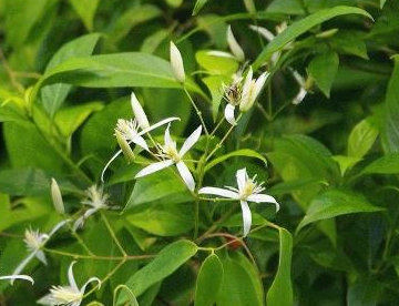 中药方剂防已汤的配方组成及功效与作用! 中药甘草