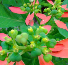 中医角度了解叶象花的用法功效以及注意事项！