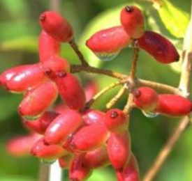 从中医角度了解三颗针的功效与作用以及临床应用！