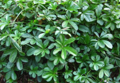 中医用五爪风泡酒治疗产后积血,五爪风的图片大全!