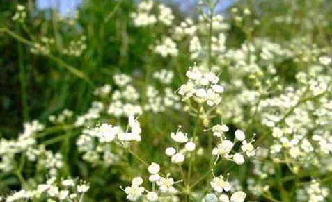 中药方剂防风散的配方组成及功效与作用! 中药防风