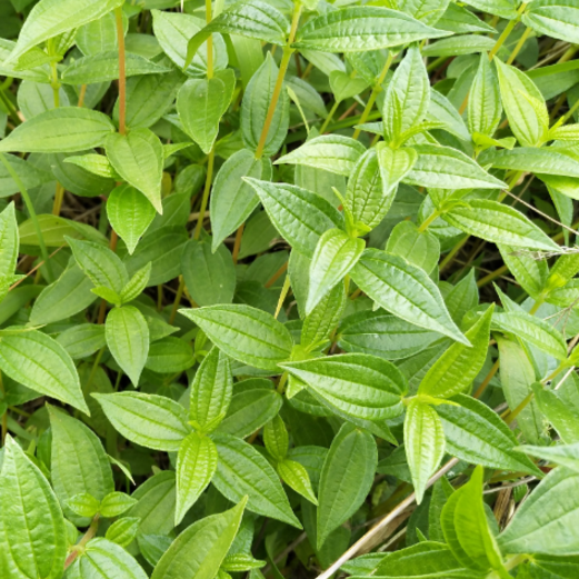 中医推荐食用糯米藤不仅有清凉消肿的功效，还可治疗小儿积食哦！
