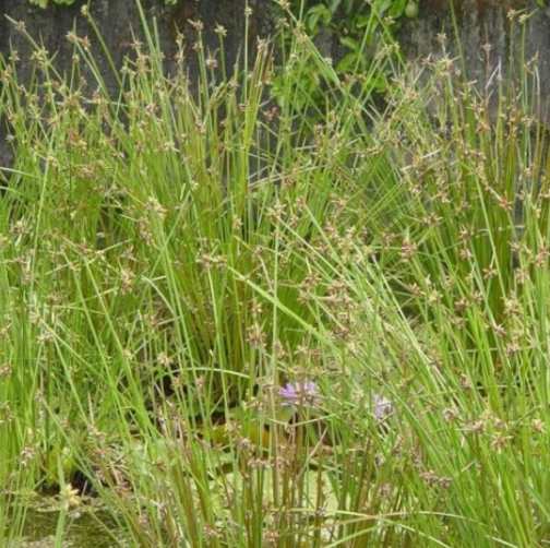 揭秘：蒲草根能直接吃吗？它的功效与作用有哪些？