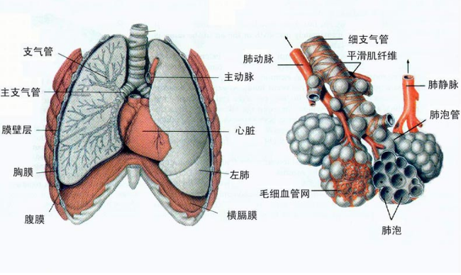 肺大泡的预防