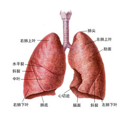 肺大泡的发病原因及其症状表现与治疗方法有哪些？