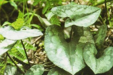 中药方剂蜂房汤的名家论述及功效作用! 细辛