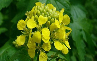 中药方剂返魂丹的配方组成及功效与作用! 中药白芥子