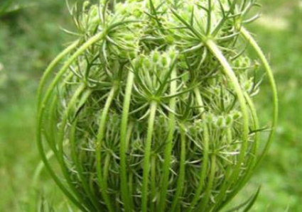 中药方剂蜂房汤的名家论述及功效作用! 蛇床子