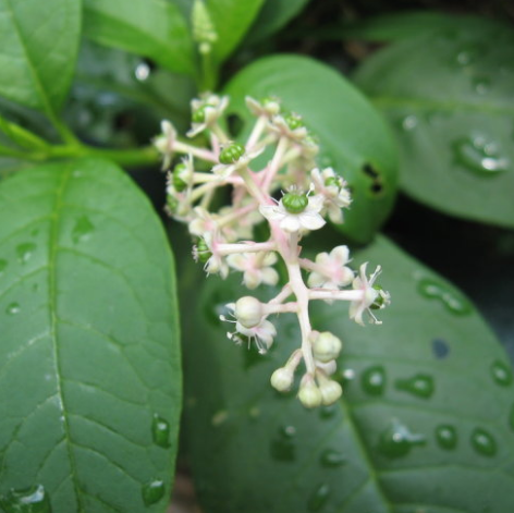 中医视角：土人参和假人参竟是同种药材，功效还堪比人参哦！