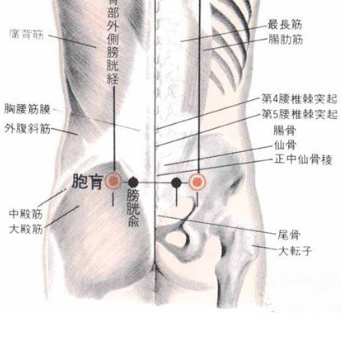按摩胞肓穴可治疗腰膝疼痛，但是你知道它的准确位置在哪吗？
