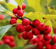 从中医角度了解落霜红的功效与作用以及植物形态！