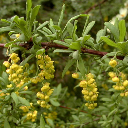 专家解读三颗针的临床新用：与西药环磷酰胺联用竟能抗癌！